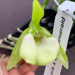 Encyclia Tampensis X BC YN Emerald-Flowering Size